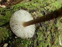 Amanita pekeoides image