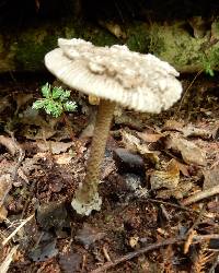 Amanita pekeoides image