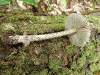 Amanita pekeoides image