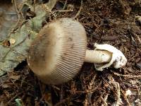 Amanita pekeoides image