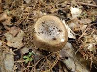 Amanita pekeoides image