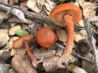 Laccaria laccata image