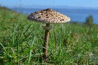 Chlorophyllum rhacodes image