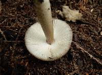 Amanita pekeoides image