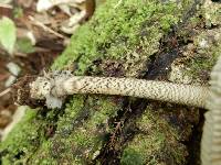 Amanita pekeoides image