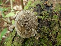 Amanita pekeoides image