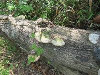 Trametes lactinea image