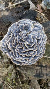 Trametes versicolor image