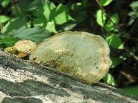 Trametes lactinea image