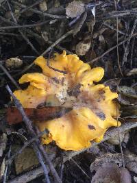 Cantharellus californicus image