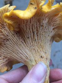 Cantharellus californicus image