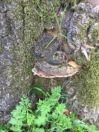 Ganoderma brownii image