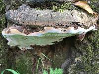 Ganoderma brownii image