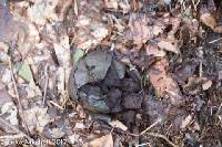 Calvatia gigantea image