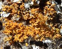 Xanthoria weberi image