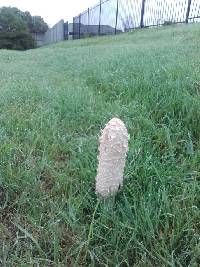 Coprinus comatus image