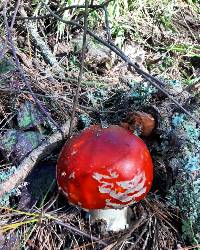 Amanita muscaria subsp. flavivolvata image