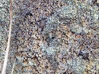 Lecanora muralis image