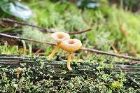 Lichenomphalia umbellifera image