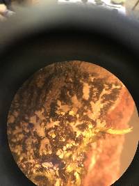 Phaeophyscia pusilloides image