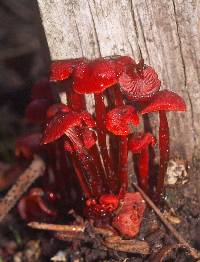 Mycena viscidocruenta image