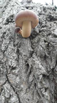 Agrocybe parasitica image