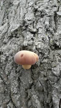 Agrocybe parasitica image