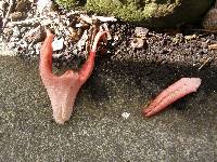 Clathrus archeri image