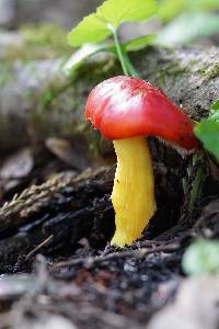 Hygrocybe laetissima image