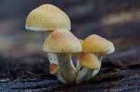 Hypholoma capnoides image