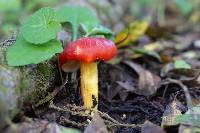 Hygrocybe laetissima image