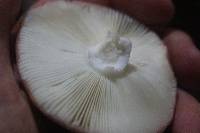 Russula nitida image