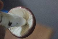 Russula nitida image