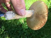 Amanita velosa image