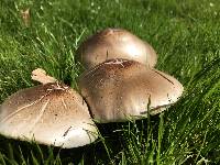 Volvariella gloiocephala image