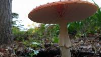 Amanita muscaria image