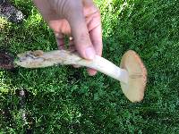 Amanita velosa image