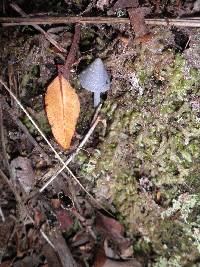 Entoloma hochstetteri image