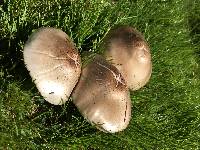 Volvariella gloiocephala image