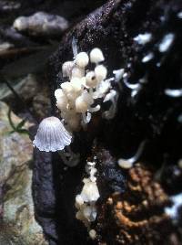 Coprinellus disseminatus image