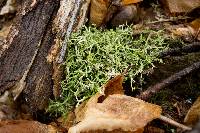 Cladonia furcata image