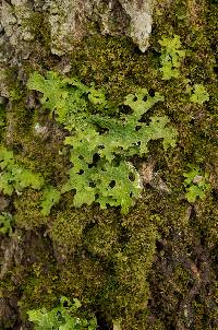 Lobaria pulmonaria image