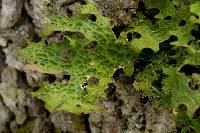 Lobaria pulmonaria image