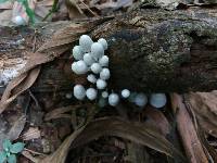 Coprinellus disseminatus image