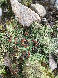 Cladonia cristatella image