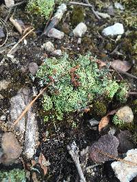 Cladonia cristatella image