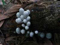 Coprinellus disseminatus image