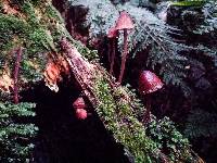 Mycena mariae image