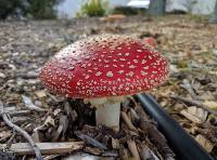 Amanita muscaria image