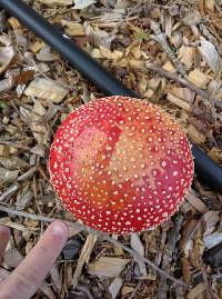 Amanita muscaria image